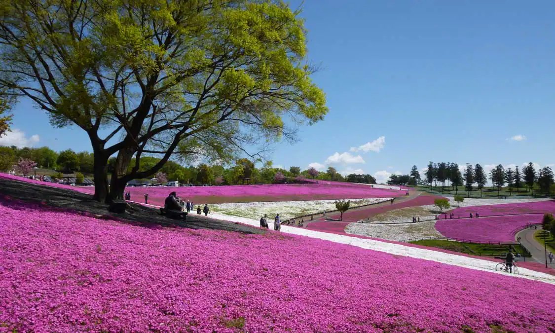 🌸 하치오지야마 공원 (오타시 호쿠부 운동 공원) 이미지 5